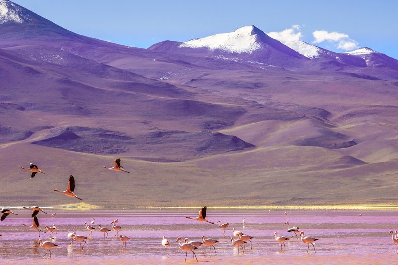 Laguna Colorada, Bolivia