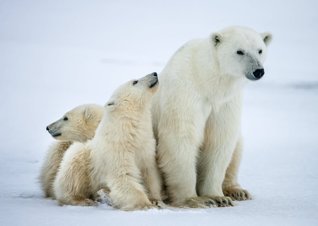 Polar bears, the Arctic