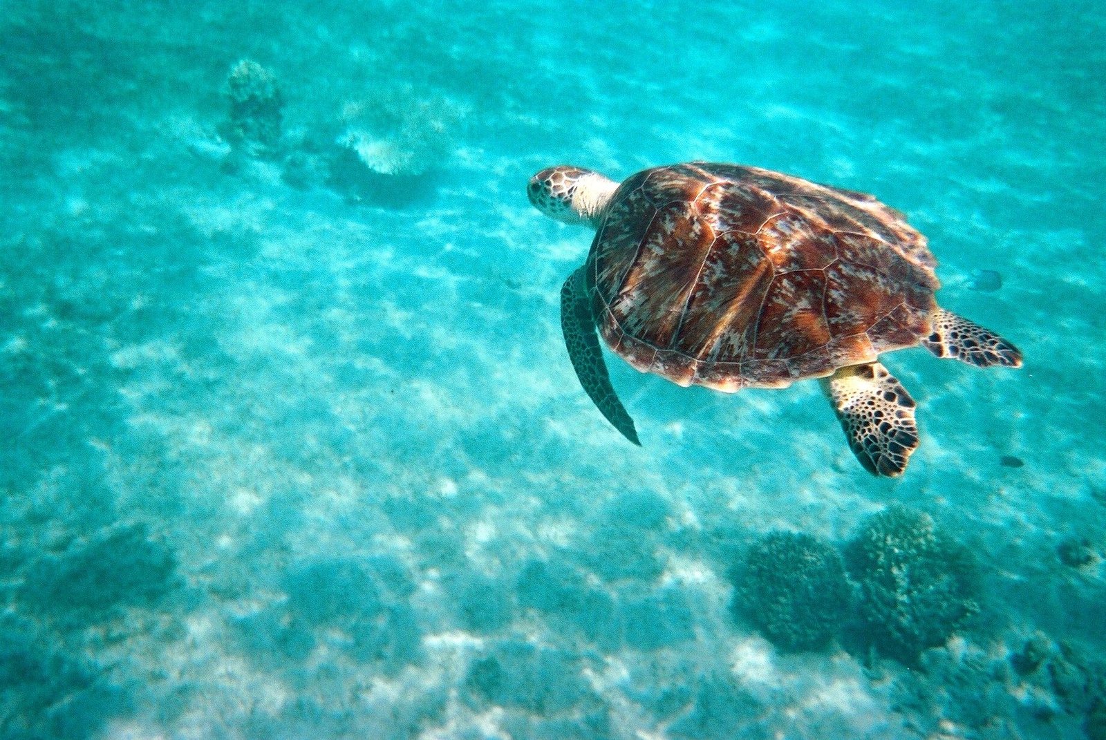 A green sea turtle in the Red Sea, photographed by Kevin