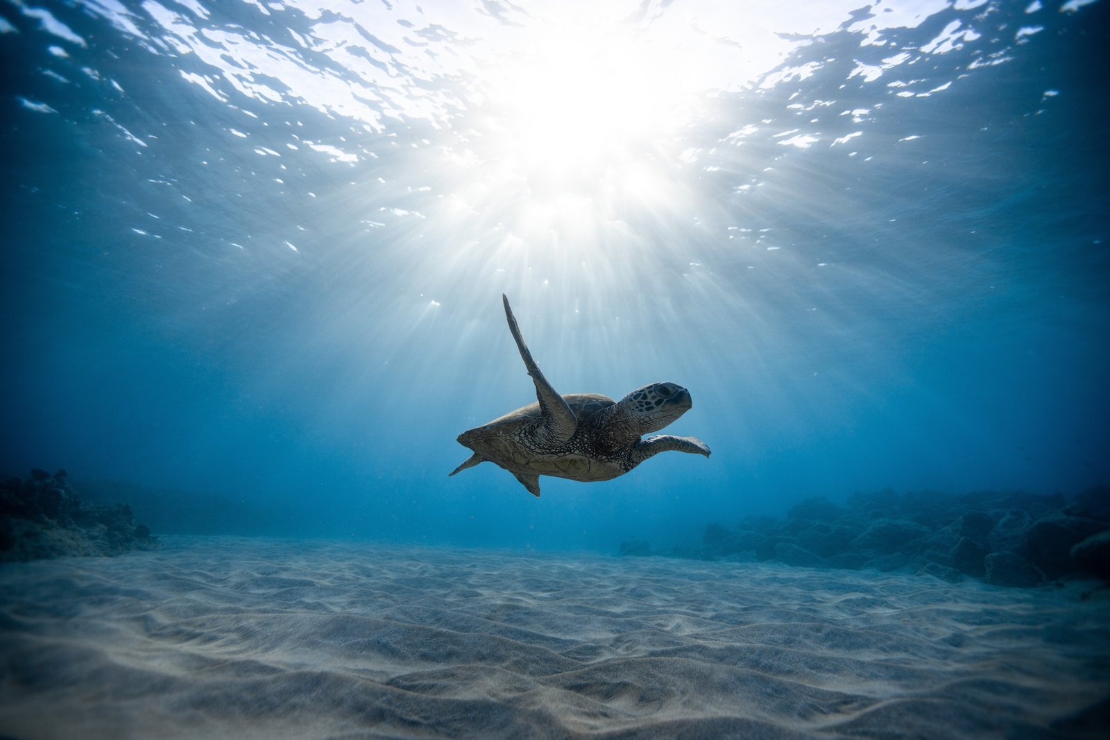 Where to swim with sea turtles